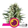 NEW - ROYAL QUEEN SEEDS - ROYAL COOKIES FEM - 25 SEMI 