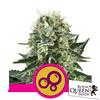 ROYAL QUEEN SEEDS - BUBBLE KUSH FEM - 5 SEEDS