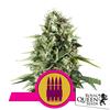 ROYAL QUEEN SEEDS - ROYAL AK FEM - 5 SEEDS 