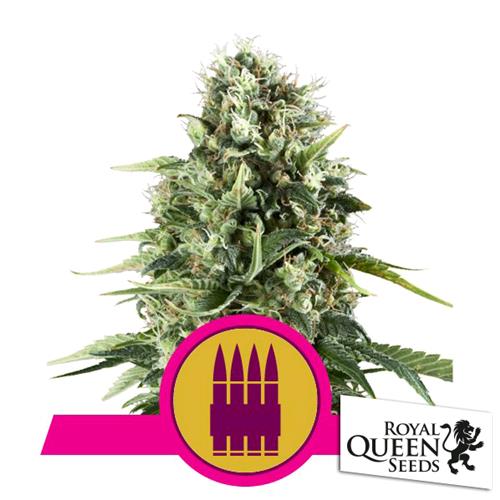 ROYAL QUEEN SEEDS - ROYAL AK FEM - 3 SEMI  
