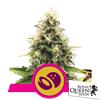 ROYAL QUEEN SEEDS - SOMANGO XL FEM - 5 SEEDS