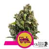 ROYAL QUEEN SEEDS - CANDY KUSH EXPRESS FEM FAST - 5 SEEDS