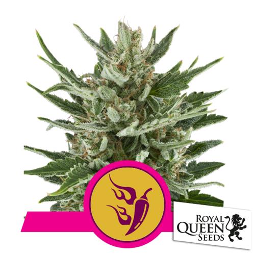 ROYAL QUEEN SEEDS - SPEEDY CHILE FEM FAST - 5 SEEDS