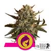 ROYAL QUEEN SEEDS - MOTHER GORILLA FEM - 3 SEEDS
