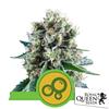 ROYAL QUEEN SEEDS - BUBBLE KUSH AUTO - 3 SEEDS