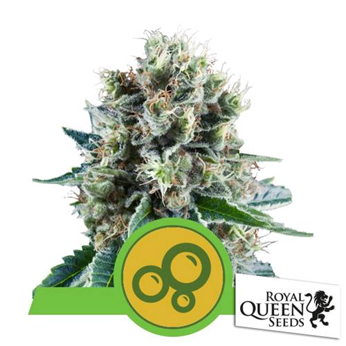 ROYAL QUEEN SEEDS - BUBBLE KUSH AUTO - 10 SEEDS