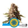 ROYAL QUEEN SEEDS - EUPHORIA FEM CBD - 3 SEEDS