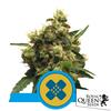 ROYAL QUEEN SEEDS - PAINKILLER XL FEM CBD - 3 SEEDS