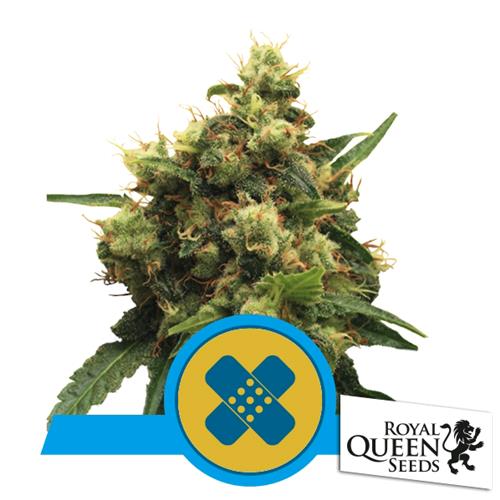 ROYAL QUEEN SEEDS - PAINKILLER XL FEM CBD - 5 SEMI