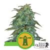 NEW - ROYAL QUEEN SEEDS - ROYAL HAZE AUTO - 25 SEMI 