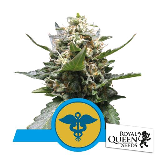 ROYAL QUEEN SEEDS - ROYAL MEDIC FEM CBD - 5 SEEDS