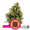 ROYAL QUEEN SEEDS - SOUR DIESEL FEM - 3 SEMI 