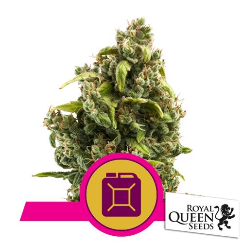ROYAL QUEEN SEEDS - SOUR DIESEL FEM - 5 SEEDS