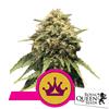 ROYAL QUEEN SEEDS - SPECIAL QUEEN #1 FEM - 5 SEEDS
