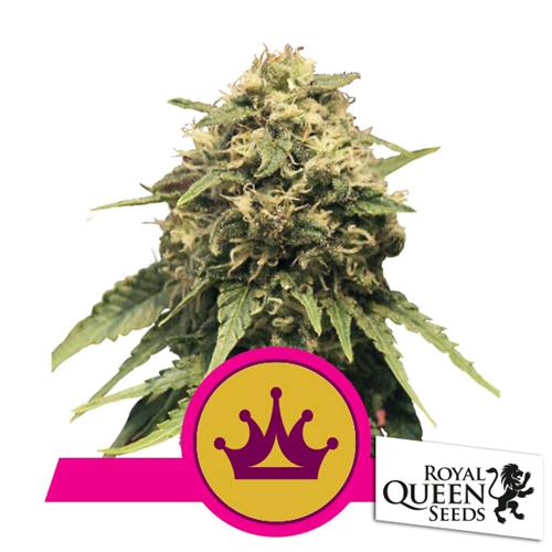 ROYAL QUEEN SEEDS - SPECIAL QUEEN #1 FEM - 5 SEEDS