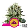 ROYAL QUEEN SEEDS - CRITICAL KUSH FEM - 10 SEMI 