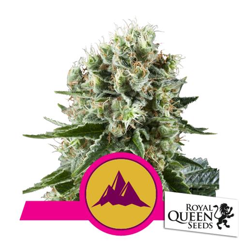 ROYAL QUEEN SEEDS - CRITICAL KUSH FEM - 5 SEMI 