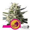 ROYAL QUEEN SEEDS - LEMON SHINING SILVER HAZE FEM - 3 SEMI 