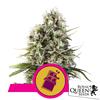 ROYAL QUEEN SEEDS - CHOCOLATE HAZE FEM - 3 SEEDS