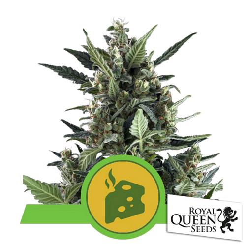 ROYAL QUEEN SEEDS - BLUE CHEESE FEM - 3 SEMI 