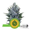 ROYAL QUEEN SEEDS - NORTHERN LIGHT AUTO - 5 SEMI