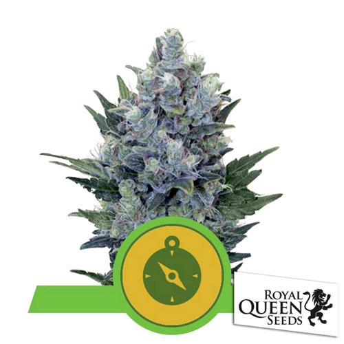 ROYAL QUEEN SEEDS - NORTHERN LIGHT AUTO - 25 SEMI