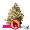 ROYAL QUEEN SEEDS - ROYAL GORILLA FEM - 3 SEMI - USA PREMIUM 