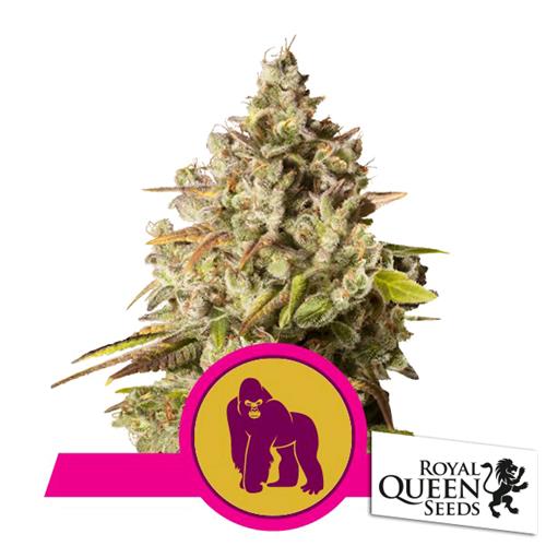 ROYAL QUEEN SEEDS - ROYAL GORILLA FEM - 3 SEMI - USA PREMIUM 