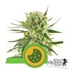 ROYAL QUEEN SEEDS - ROYAL COOKIES AUTO - 3 SEMI - USA PREMIUM