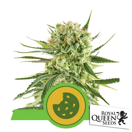 ROYAL QUEEN SEEDS - ROYAL COOKIES AUTO - 5 SEMI - USA PREMIUM