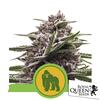 ROYAL QUEEN SEEDS - ROYAL GORILLA AUTO - 5 SEMI - USA PREMIUM