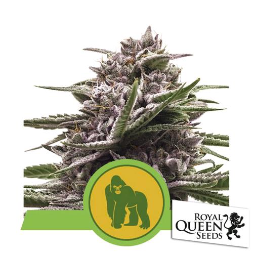 ROYAL QUEEN SEEDS - ROYAL GORILLA AUTO - 5 SEMI - USA PREMIUM