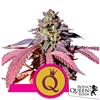 ROYAL QUEEN SEEDS - PURPLE QUEEN FEM - 5 SEMI - USA PREMIUM 