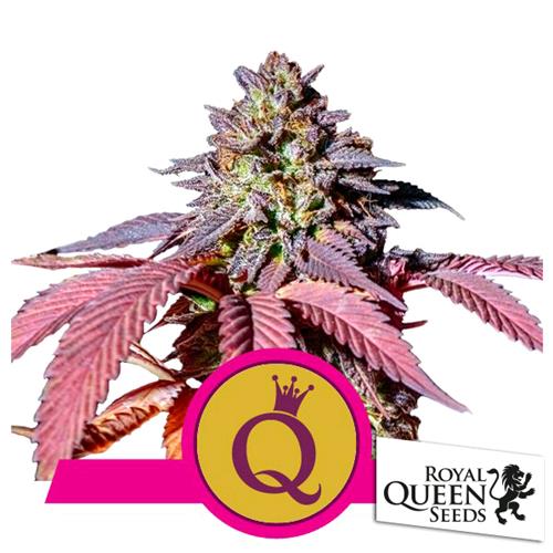 ROYAL QUEEN SEEDS - PURPLE QUEEN FEM - 3 SEMI - USA PREMIUM 