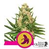 ROYAL QUEEN SEEDS - FAT BANANA FEM - 3 SEMI - USA PREMIUM 