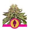 ROYAL QUEEN SEEDS - GREEN GELATO FEM - 3 SEEDS - USA PREMIUM 
