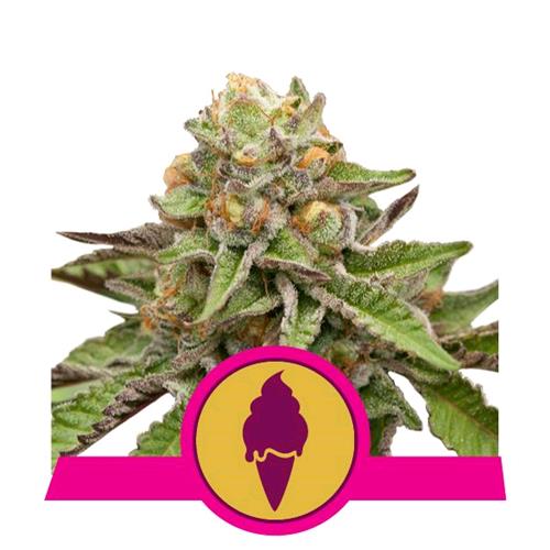 ROYAL QUEEN SEEDS - GREEN GELATO FEM - 3 SEEDS - USA PREMIUM 