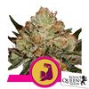 ROYAL QUEEN SEEDS - HULKBERRY FEM - 3 SEMI - USA PREMIUM 