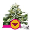 ROYAL QUEEN SEEDS - SHERBET QUEEN FEM - 1 SEME - USA PREMIUM 