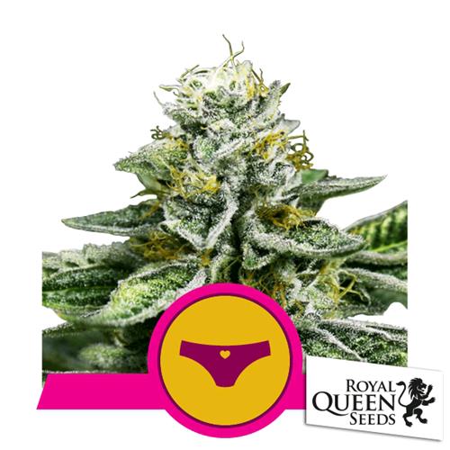 ROYAL QUEEN SEEDS - SHERBET QUEEN FEM - 3 SEMI - USA PREMIUM 