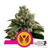 ROYAL QUEEN SEEDS - LEGENDARY OG PUNCH FEM  - 1 SEED - USA PREMIUM 