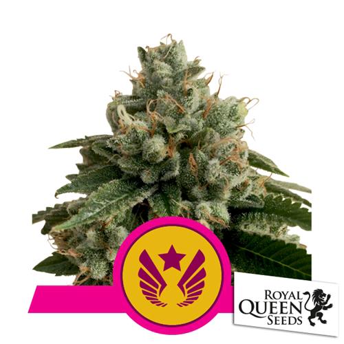 ROYAL QUEEN SEEDS - LEGENDARY OG PUNCH FEM - 1 SEME - USA PREMIUM 