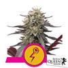 ROYAL QUEEN SEEDS - GREEN CRACK PUNCH FEM - 1 SEME - USA PREMIUM 