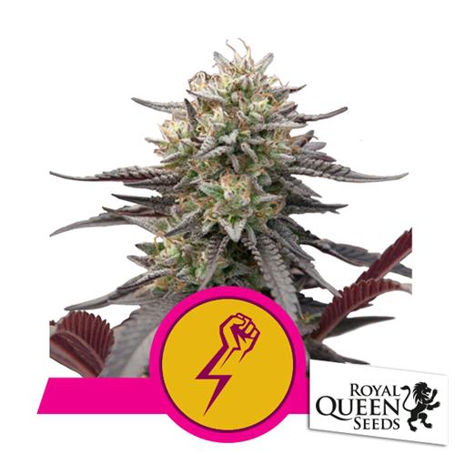 ROYAL QUEEN SEEDS - GREEN CRACK PUNCH FEM - 10 SEMI - USA PREMIUM 