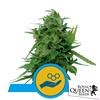 ROYAL QUEEN SEEDS - SOLOMATIC AUTO CBD - 1 SEME