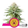 ROYAL QUEEN SEEDS - WHITE WIDOW  FEM - 200 SEEDS BULK