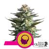 ROYAL QUEEN SEEDS - AMNESIA HAZE FEM - 10 SEMI 