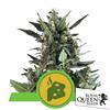 ROYAL QUEEN SEEDS - BLUE CHEESE AUTO - 10 SEMI 