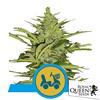 ROYAL QUEEN SEEDS - FAST EDDY AUTO CBD - 5 SEMI