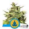 ROYAL QUEEN SEEDS - STRESS KILLER AUTOMATIC CBD - 3 SEEDS